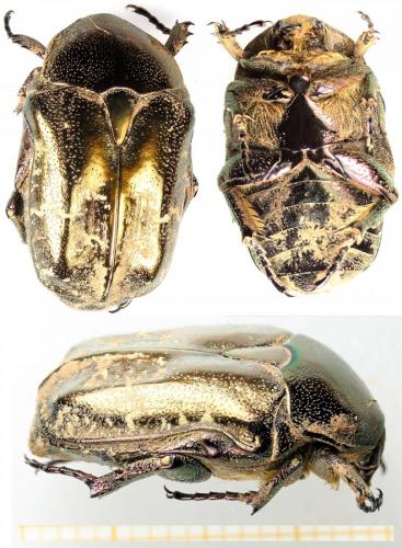 Réf. 287 935 : Potosia cuprea